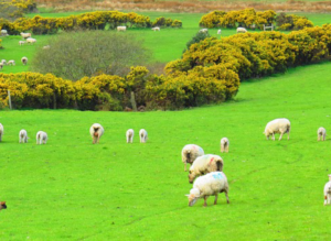 アイルランドの羊たち